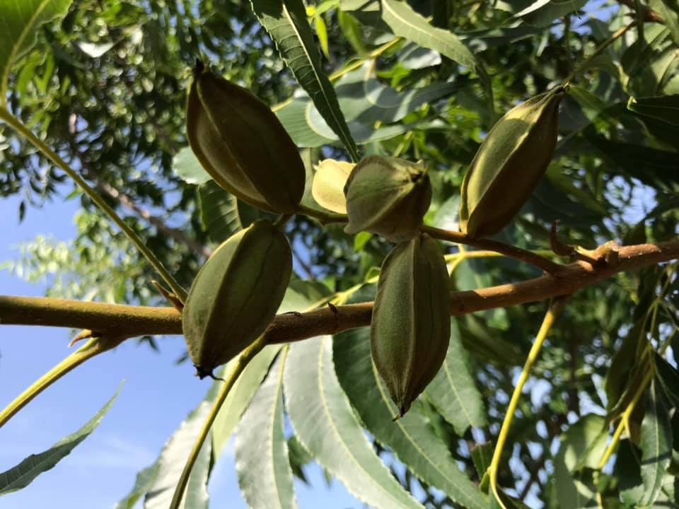 Alabama Pecan Growers Association