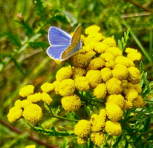 BLUE TANSY SERUM ALABASTRA botanics