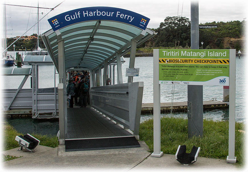 Birding/ Bird watching Tiritiri Matangi Island, New Zealand