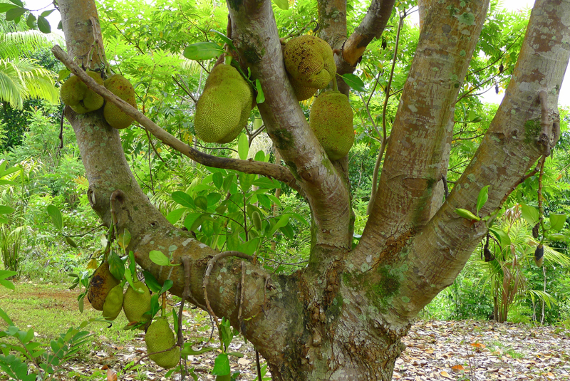 A jackfruit tree Alain Gayot Photos Gallery