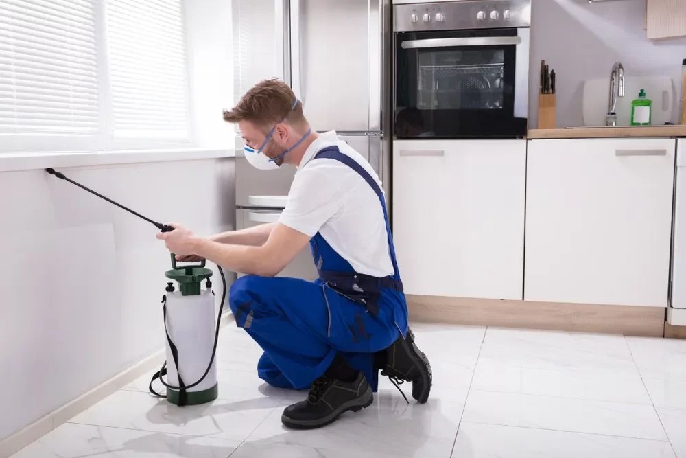 Pest Control In Ajman Trusted Services for Kill Germs Al Ameen