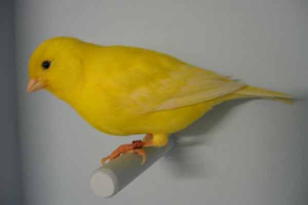 Download Suara Kicau Burung Kenari (Serinus Canaria