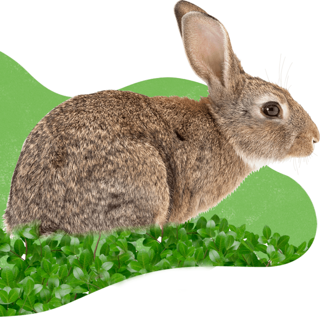 Rabbit Care Alamo City House Rabbits