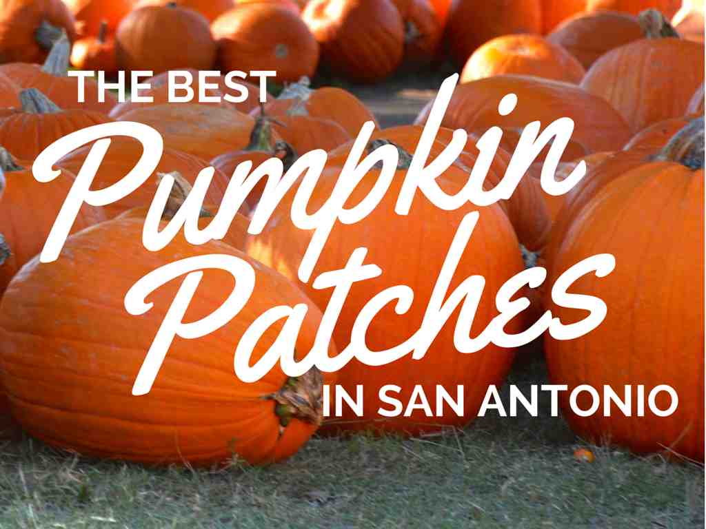 The Best Pumpkin Patches in San Antonio