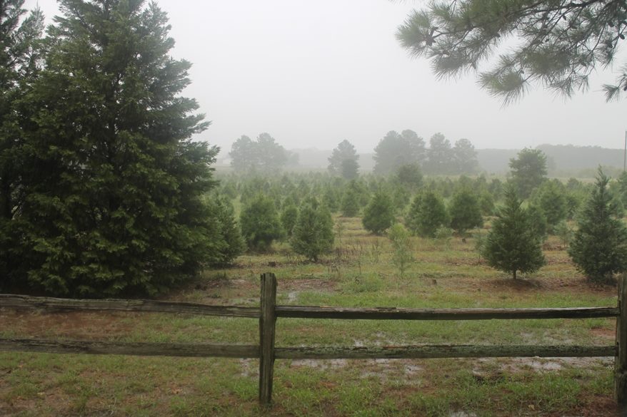 Christmas Tree Farm San Antonio Choose and Cut Your Own Christmas Trees Around San Antonio