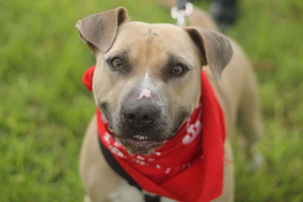 Alamo City Pit Bull Rescue San Antonio, Texas Adopt or Foster a Pittie!