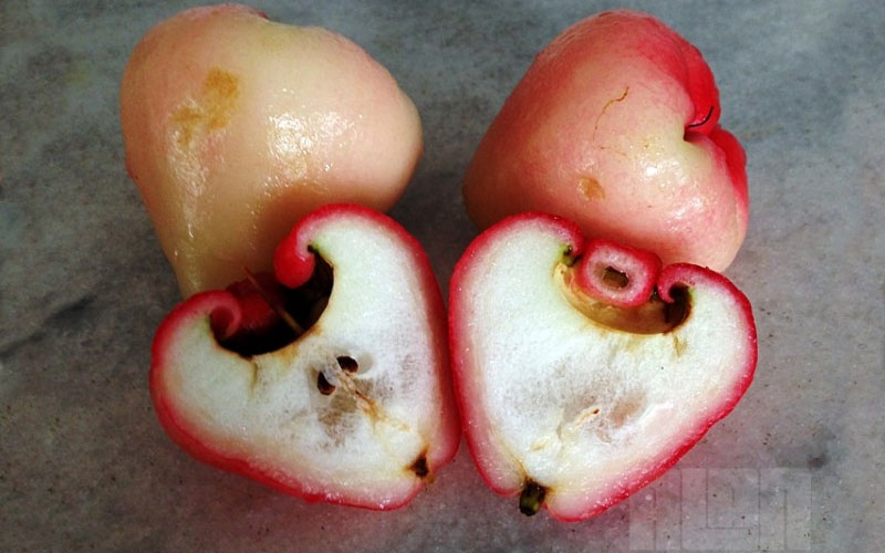 Como comer o Jambo Rosa, uma fruta que a árvore tem cheiro