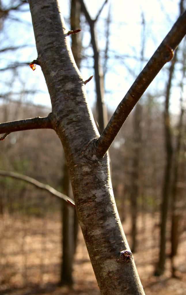 Black Birch — Alan Muskat