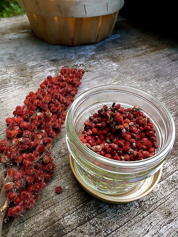 Staghorn Sumac — Alan Muskat