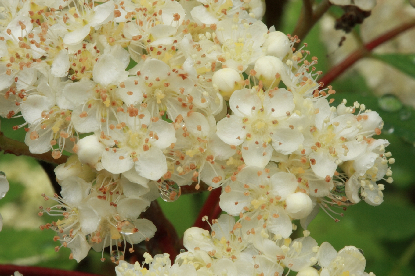 A great year for rowan flowers