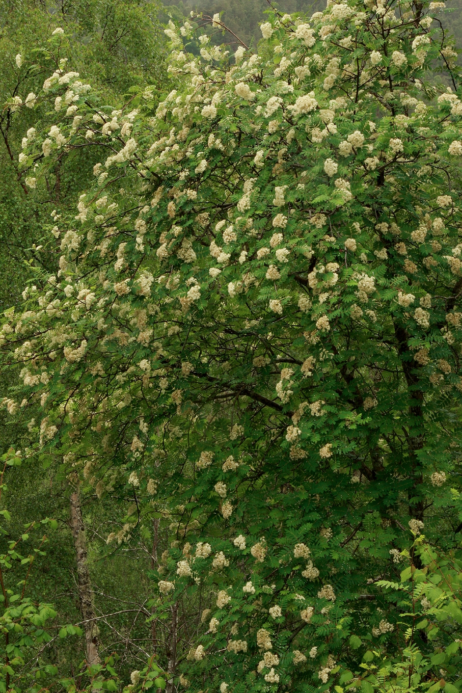 A great year for rowan flowers