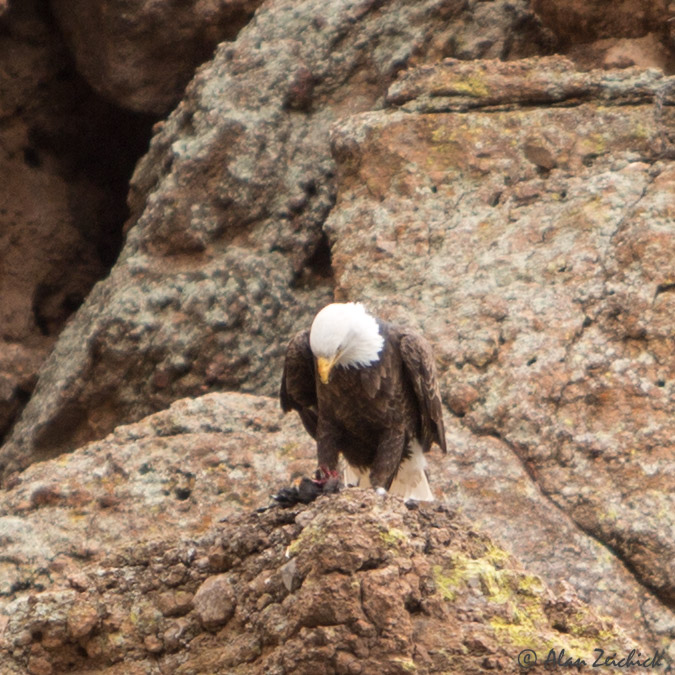 Bald eagle at Canyon Lake, Arizona Alan Zeichick