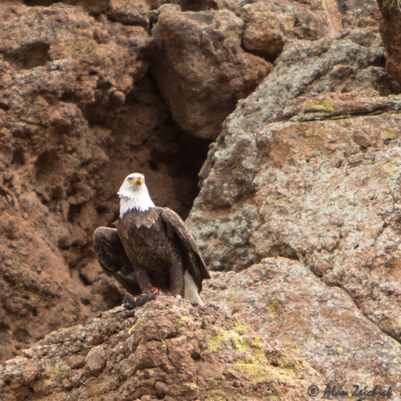 Bald eagle at Canyon Lake, Arizona Alan Zeichick