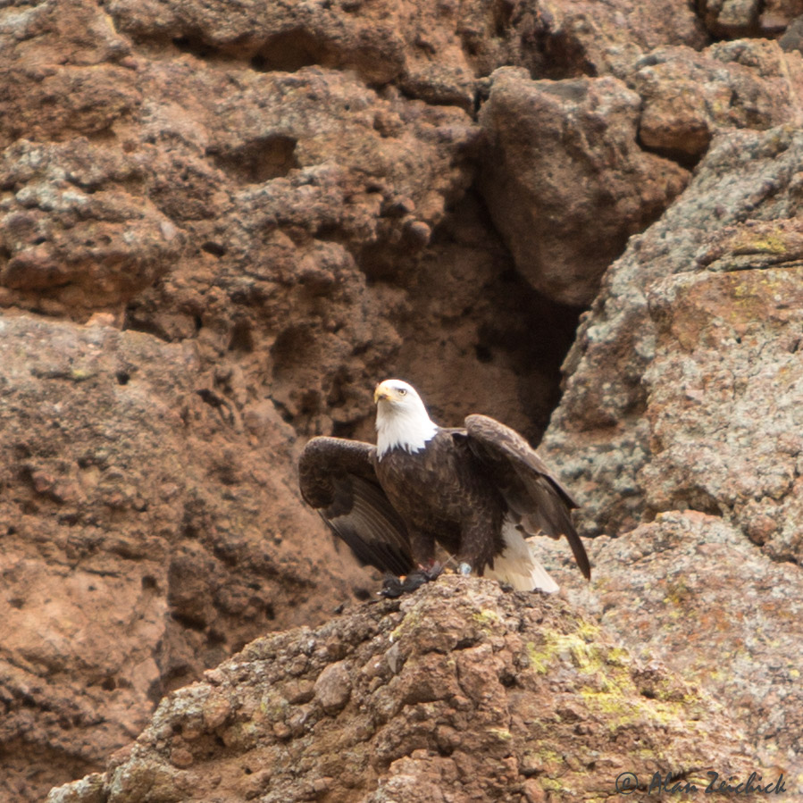 Bald eagle at Canyon Lake, Arizona Alan Zeichick