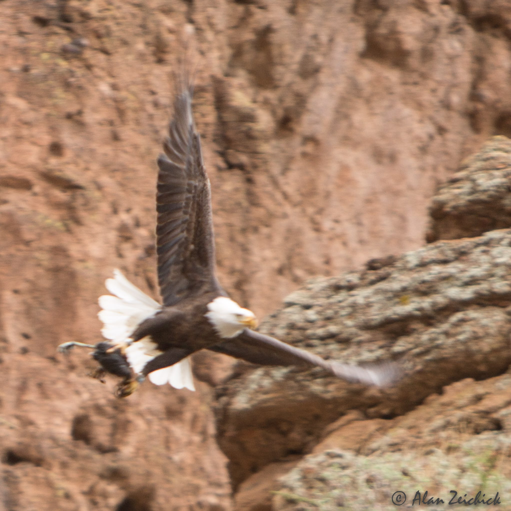 Bald eagle at Canyon Lake, Arizona Alan Zeichick