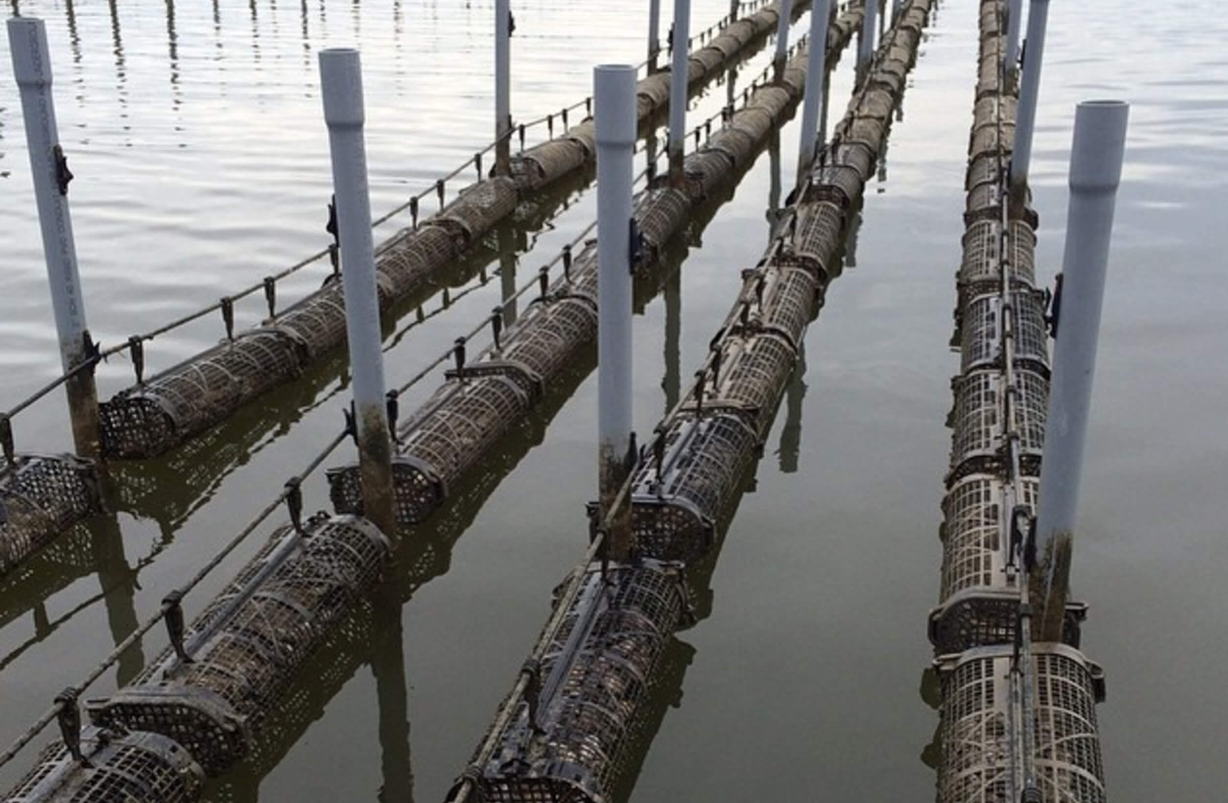 Prospective Farmers Alabama Oyster Aquaculture