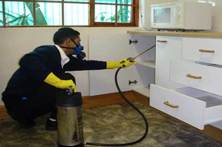 Dubai's Battle Against Bed Bugs A Comprehensive Guide to Prevention