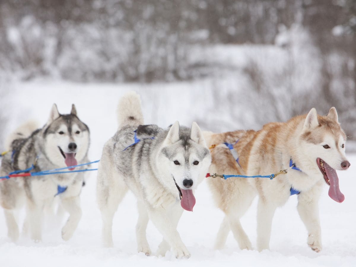 7 Best Fairbanks Dog Sledding Tours to Book in 2024