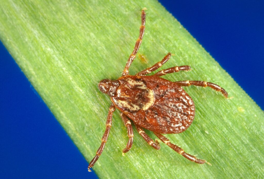 Tick surveillance shows mixture of new species now in Alaska • Alaska