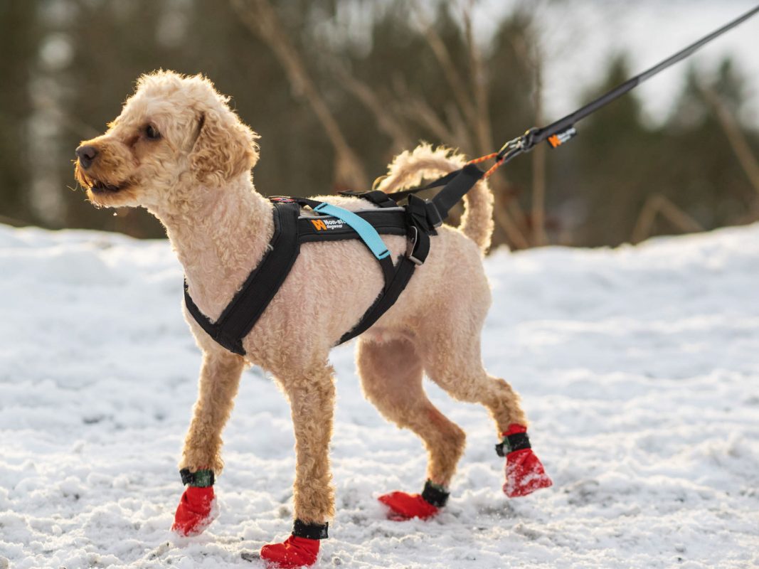 Freemotion Harness Alaska Dog Center Home of Nonstop