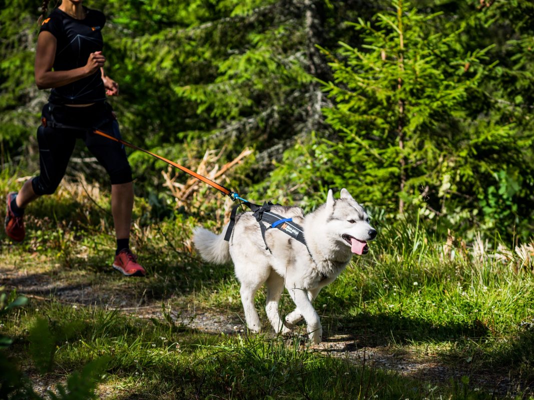 Freemotion Harness Alaska Dog Center Home of Nonstop
