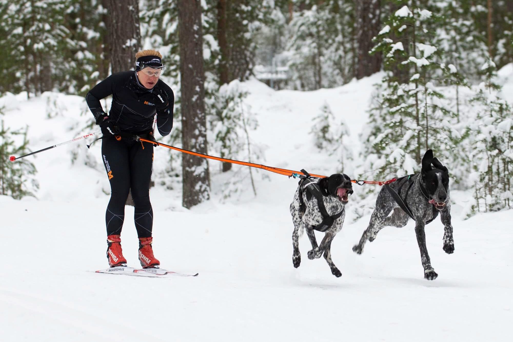 Freemotion Harness Alaska Dog Center Home of Nonstop
