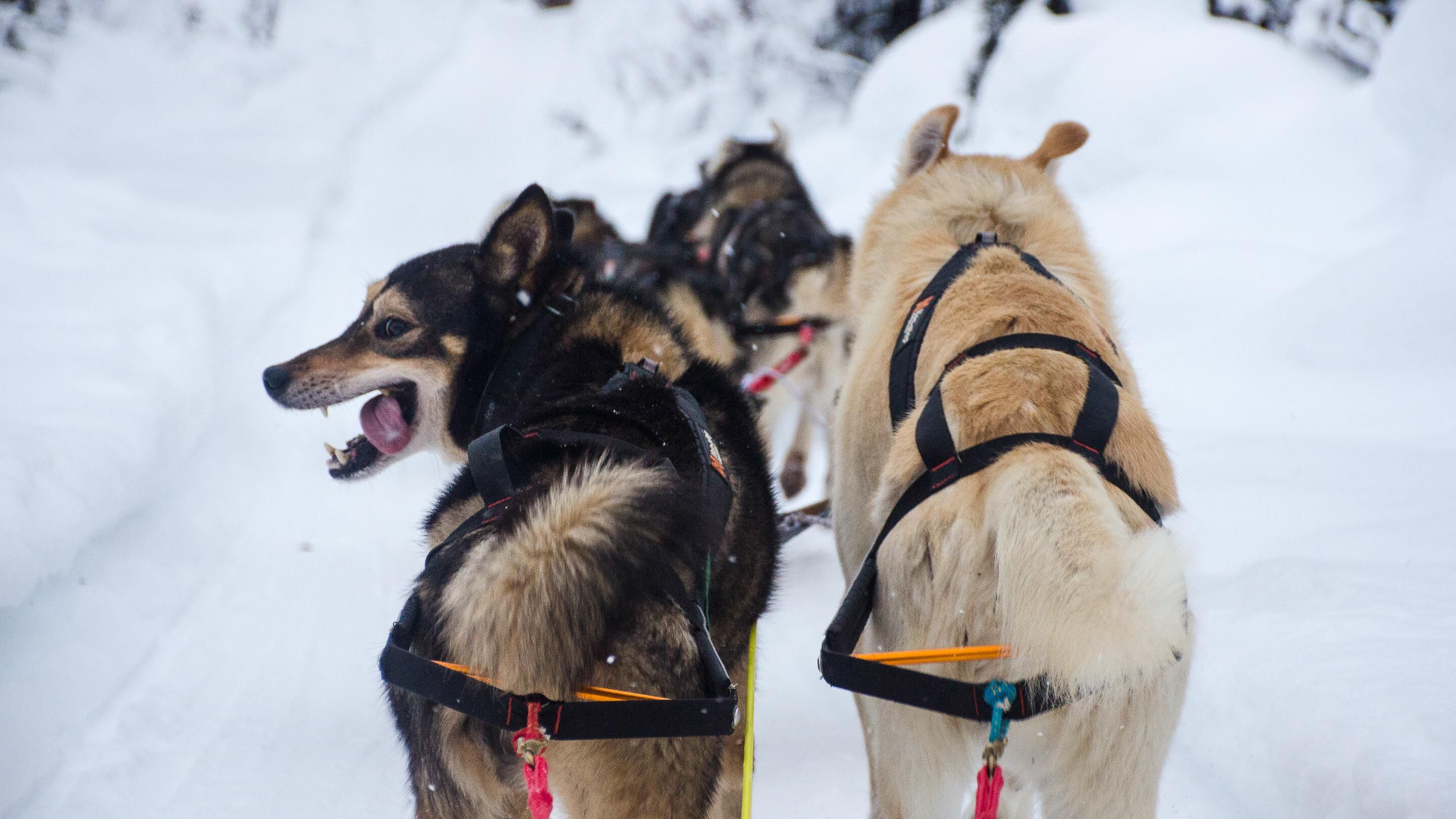 Nansen Stick Harness Alaska Dog Center Home of Nonstop