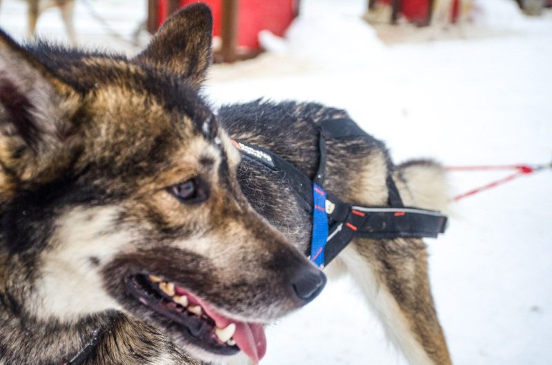 Nansen Stick Harness Alaska Dog Center Home of Nonstop