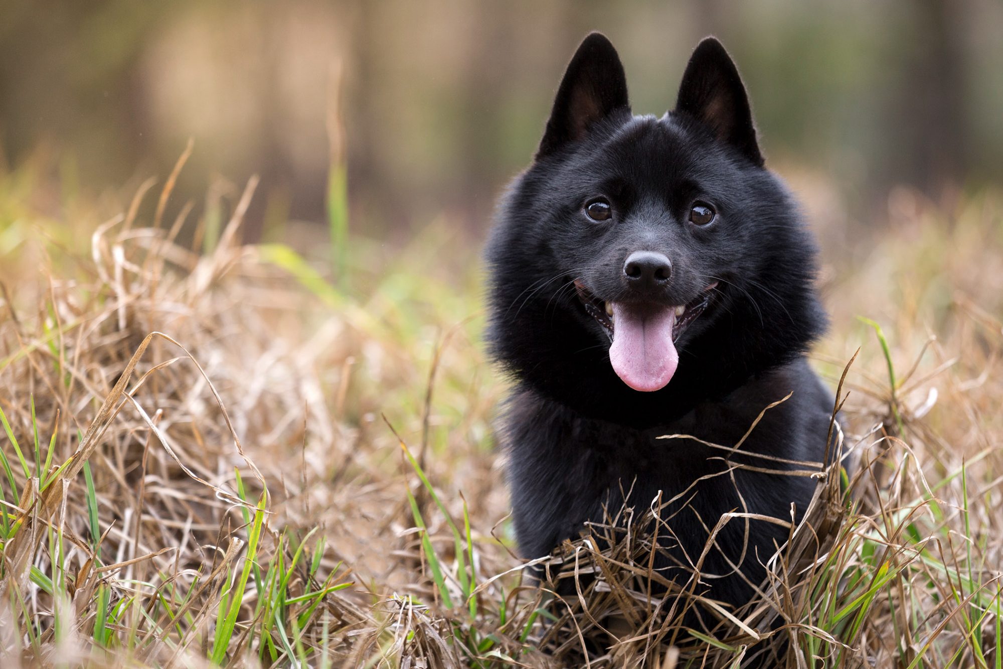 How to Train a Schipperke Alaska Dog Works