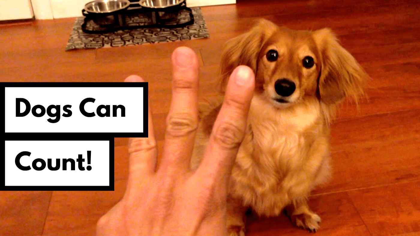 Dogs Can Naturally Count and Process Numbers Like Humans, New Study