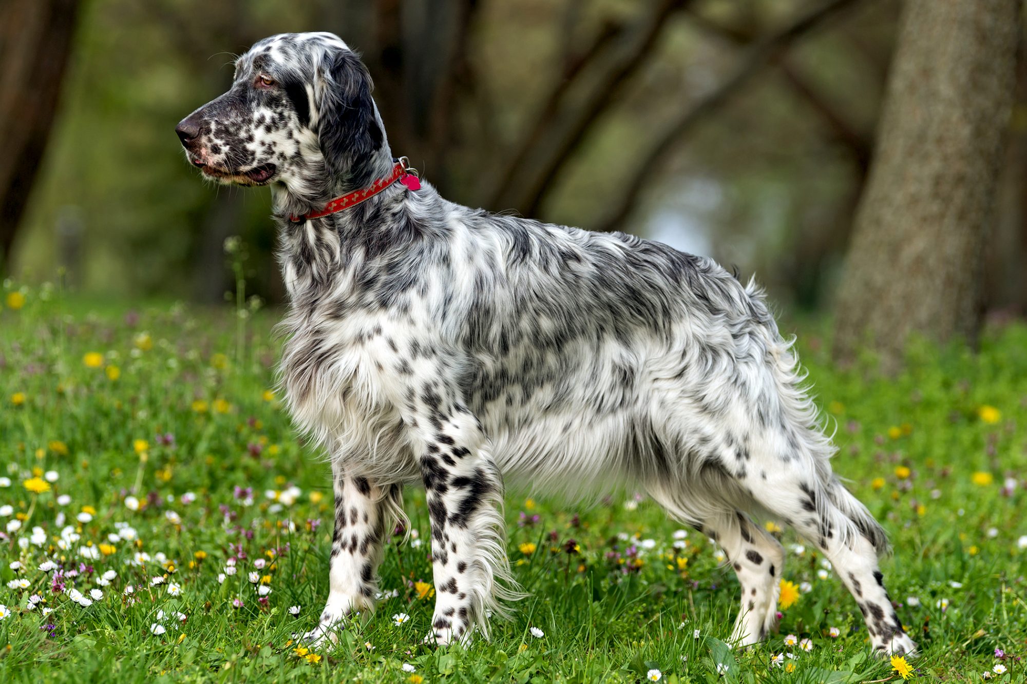 How to Train an English Setter Alaska Dog Works