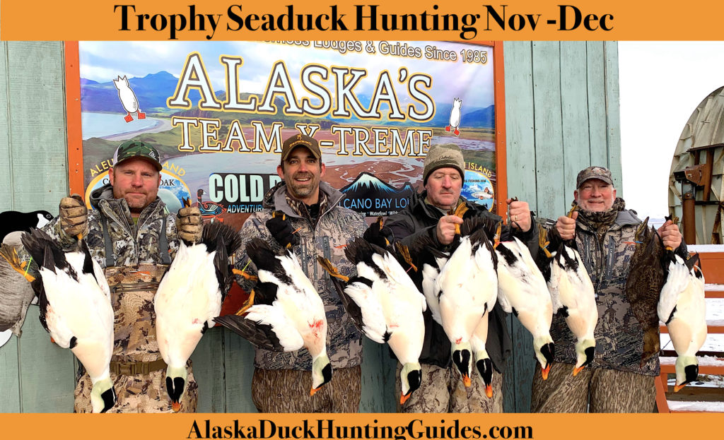 Cold Bay Alaska duck hunting guide Alaska Duck Hunting King Eider Hunting