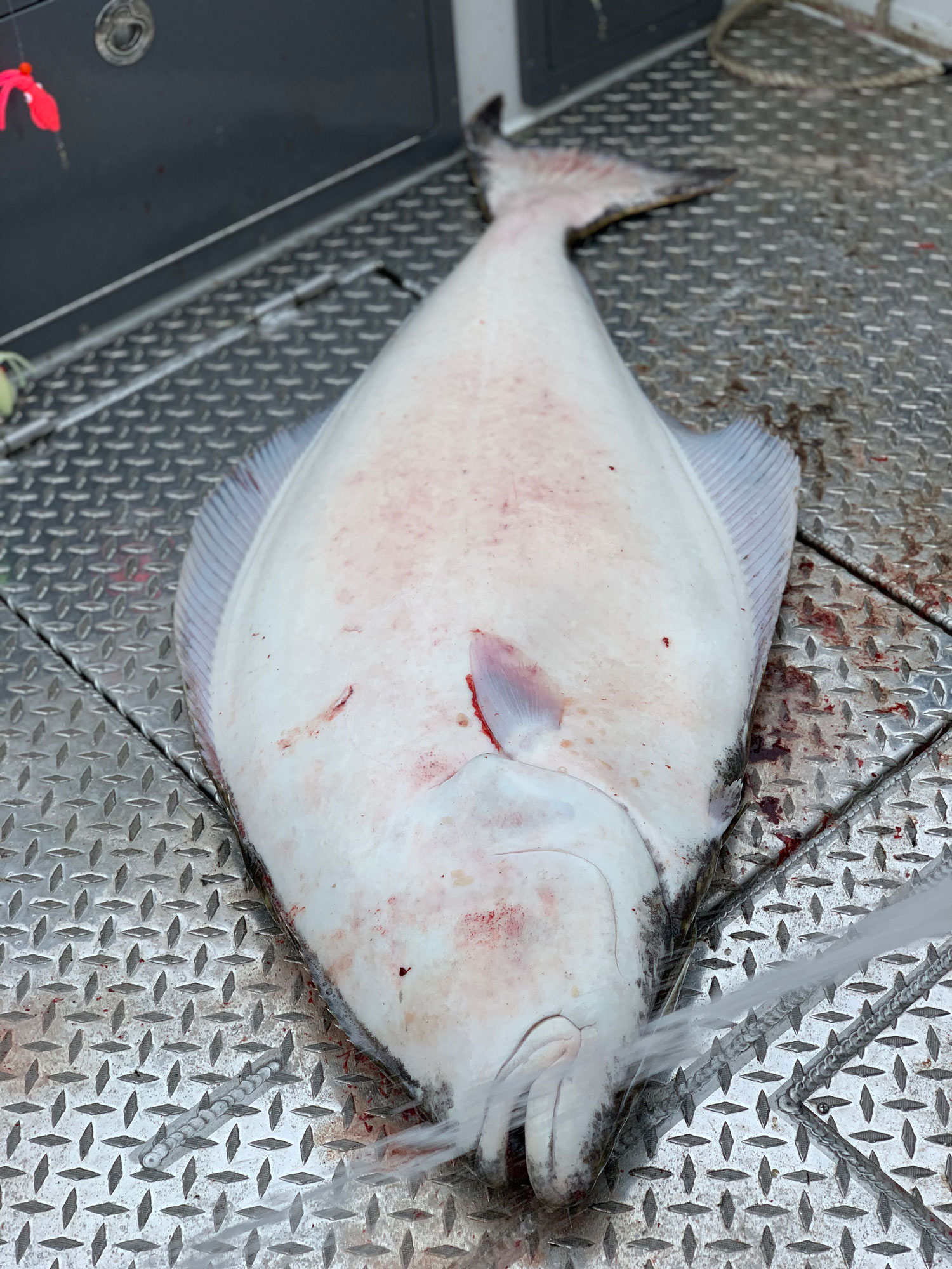 2023 Halibut Regulations Announced Ketchikan Fishing Expeditions