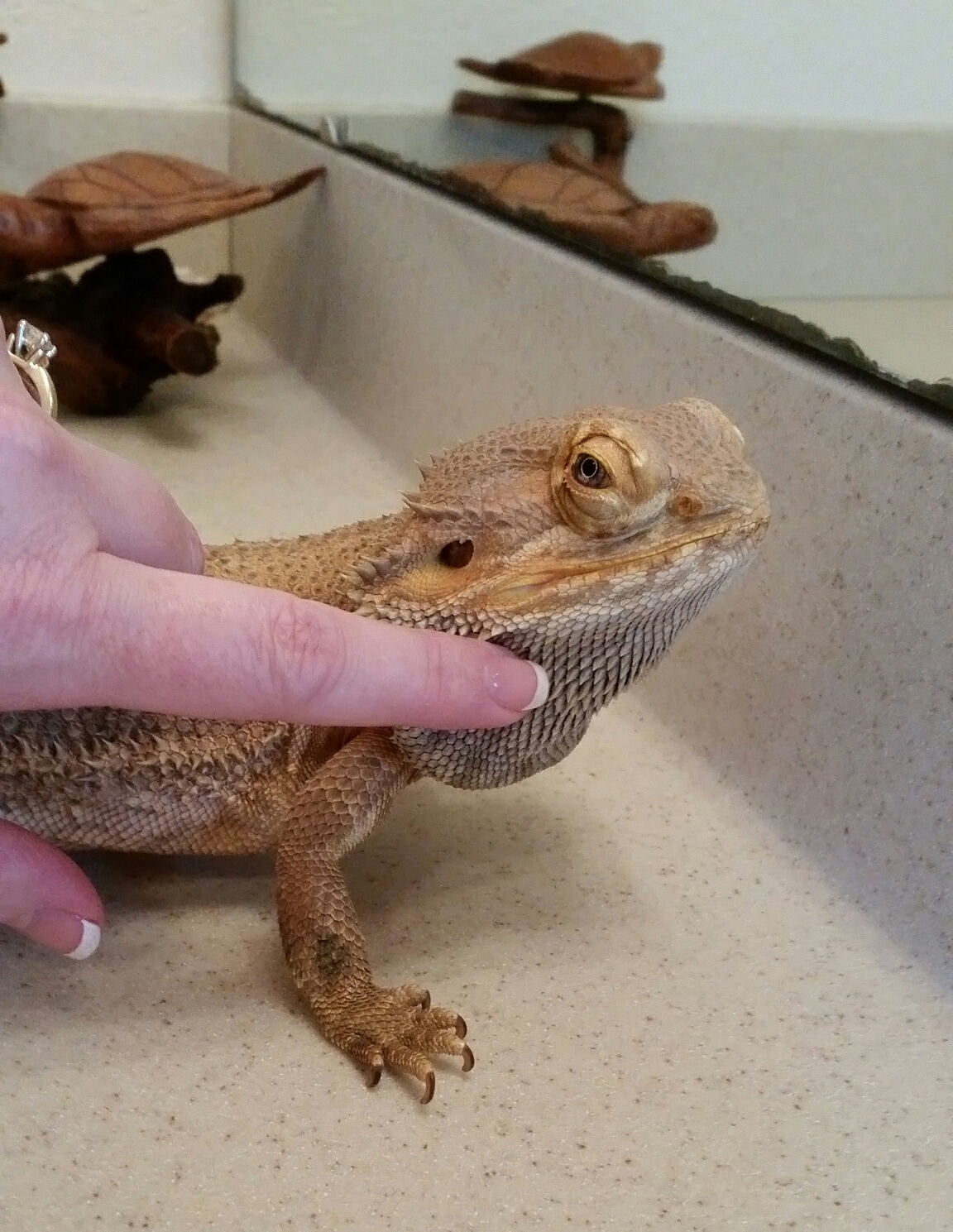 Alaska Bearded Dragon Healers Alaskan Healing Media