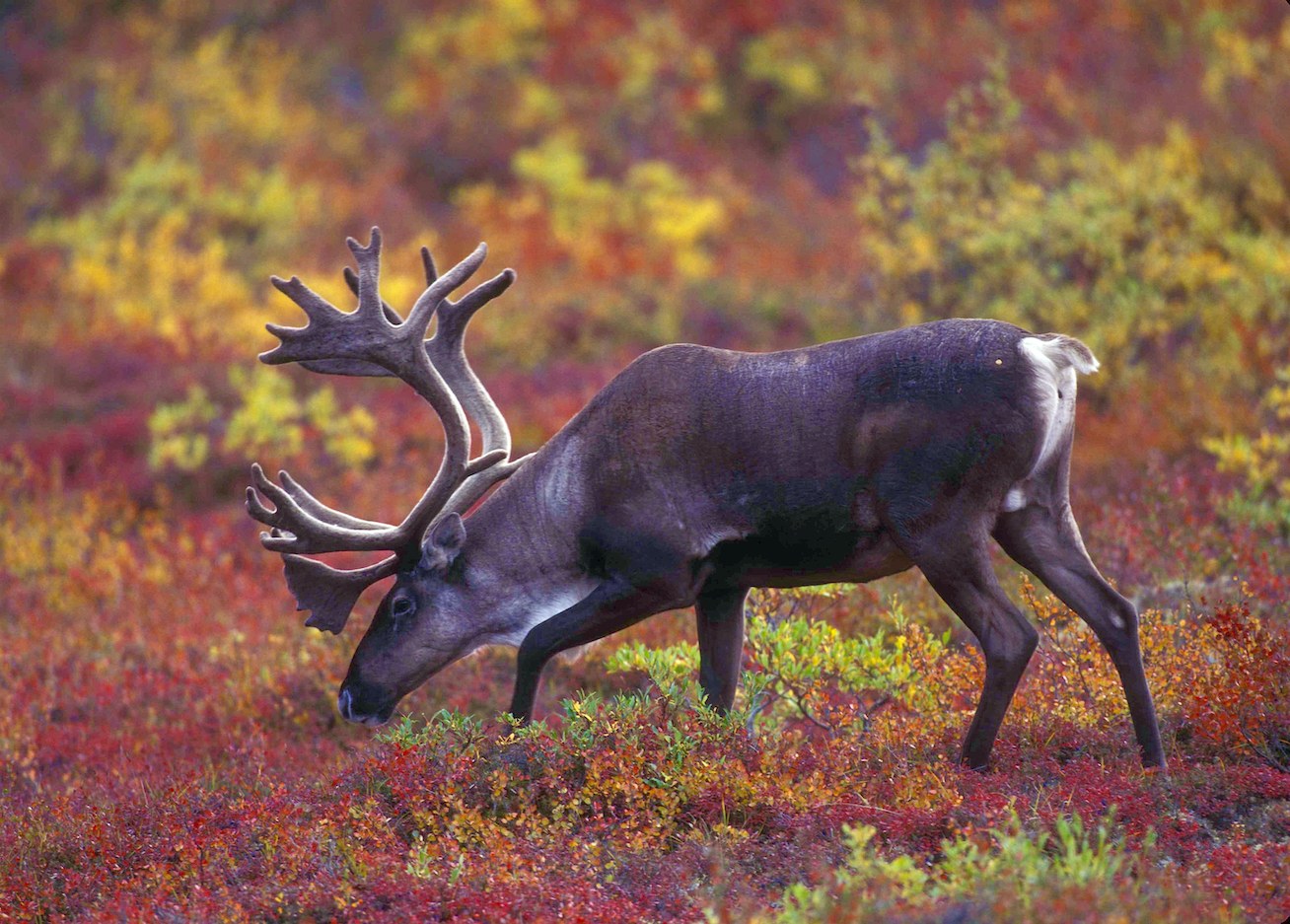 World Record Caribou Antlers
