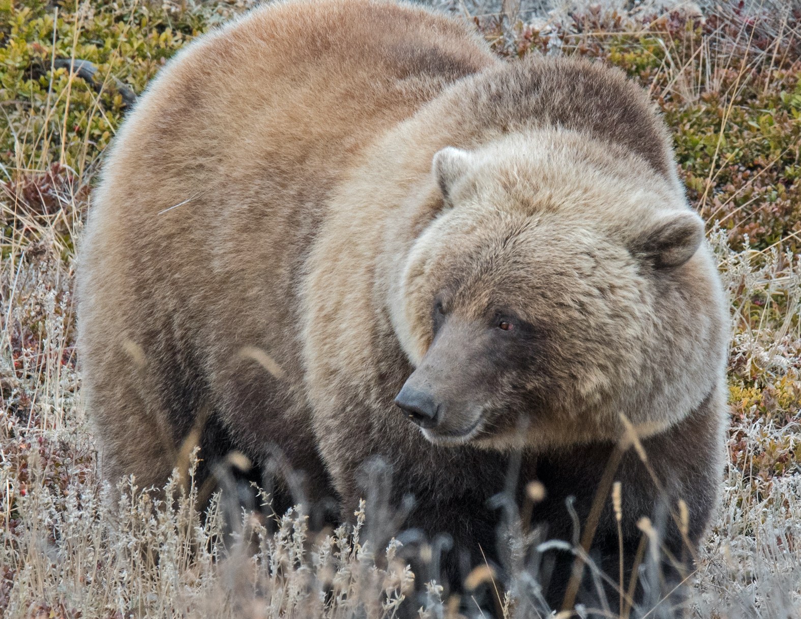 Alaska Magazine Grandfather Knows Grizzly Radar