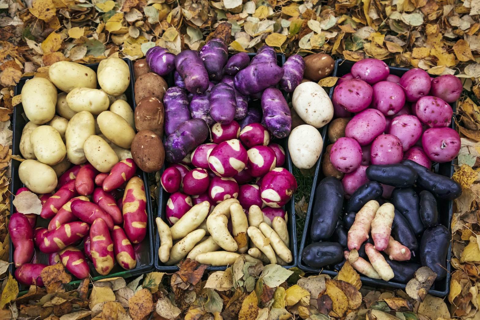 Alaska Magazine Why Alaska potatoes are under appreciated