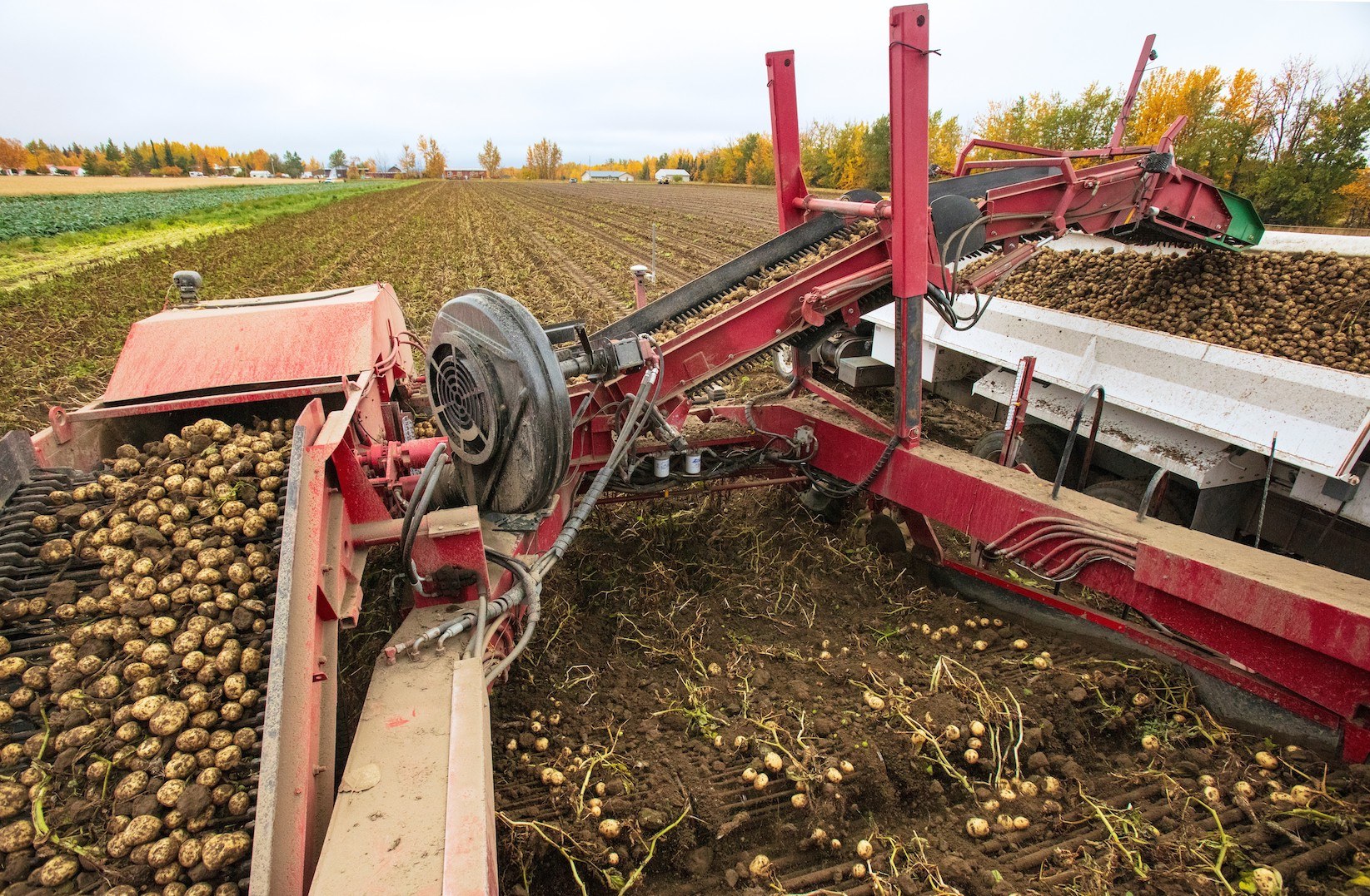Alaska Magazine Why Alaska potatoes are under appreciated