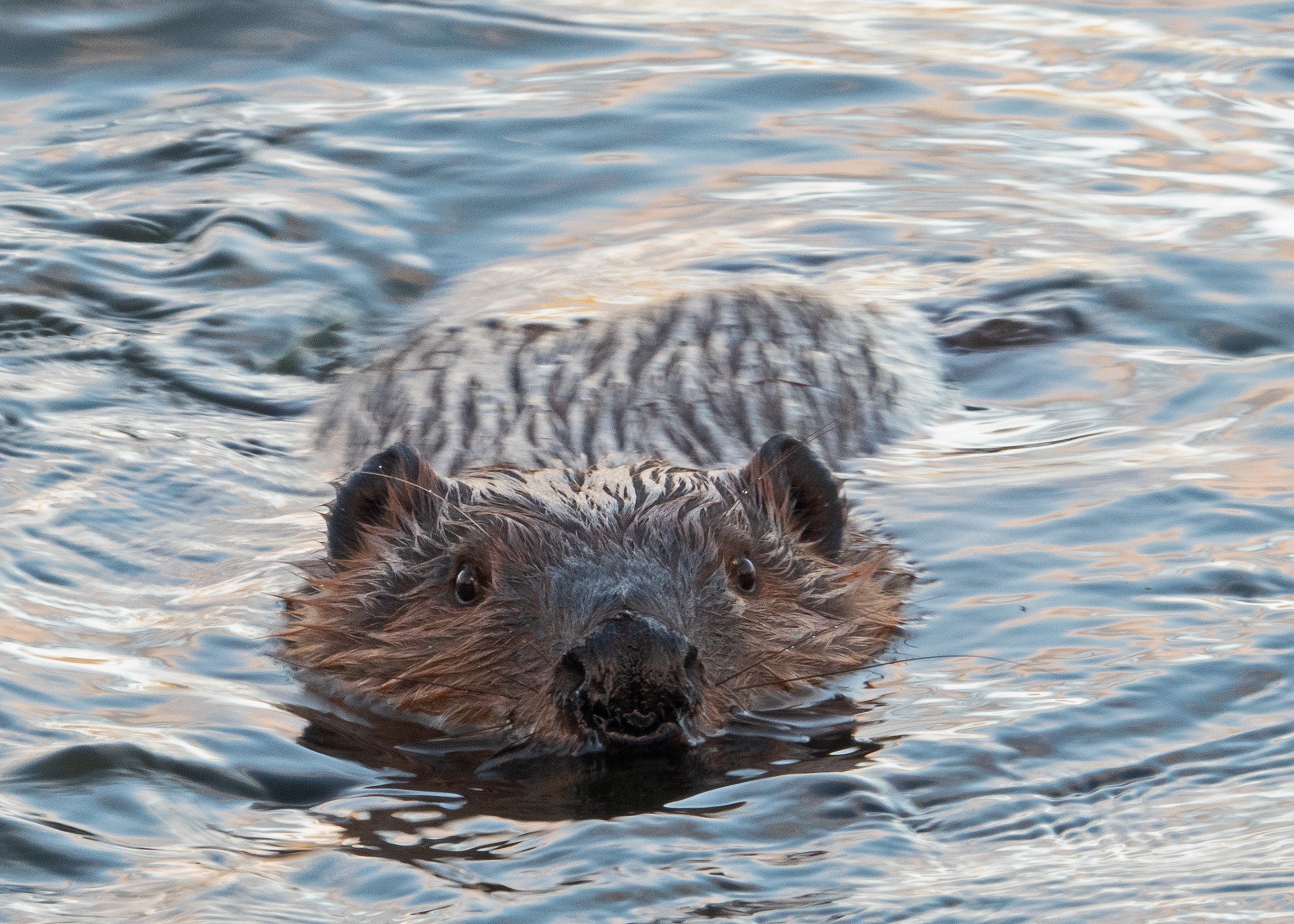 Alaska Magazine Dam Beavers