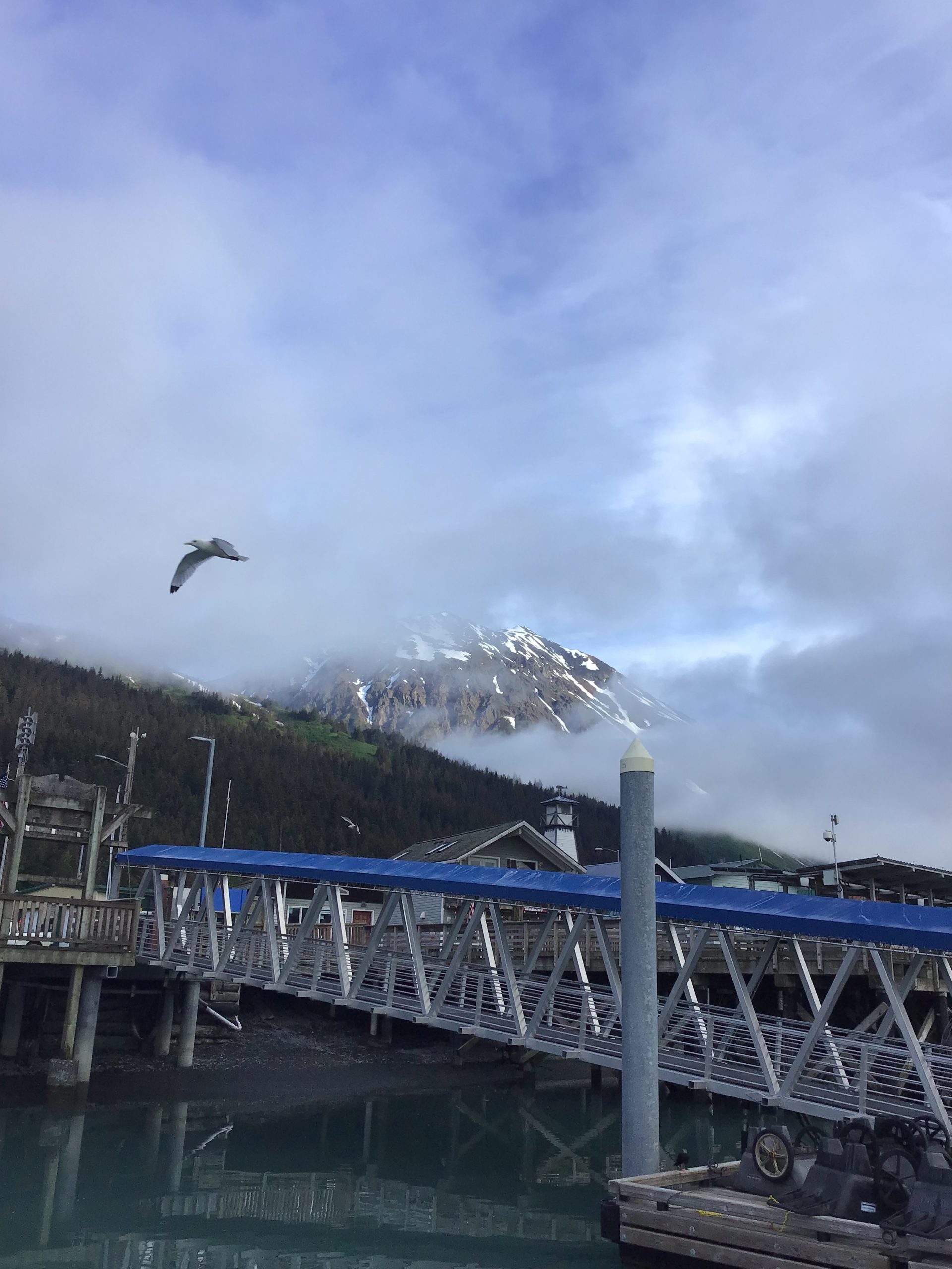 Morning fly by in Seward 2024 Photo Contest Sponsored by Alaska
