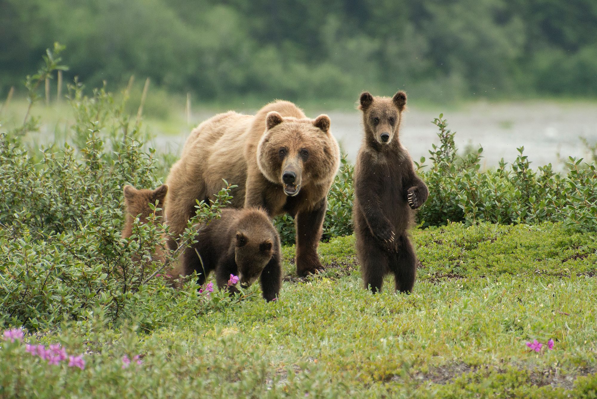 Admiralty Island Alaska Bear Viewing & Kayaking Day Tour