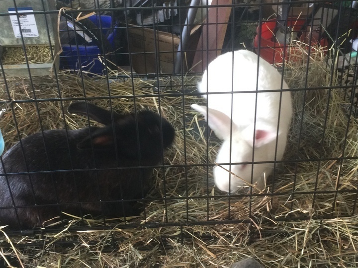 Alaska's List Rabbits Meat Rabbit Does