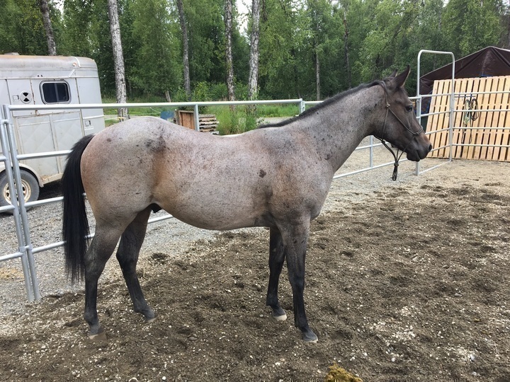 Alaska's List Horses Bay Roan Gelding