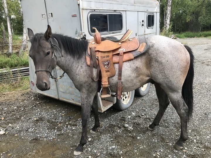 Alaska's List Horses Bay Roan Gelding