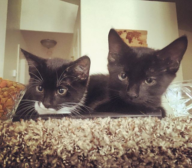 Alaska's List Kittens For Sale