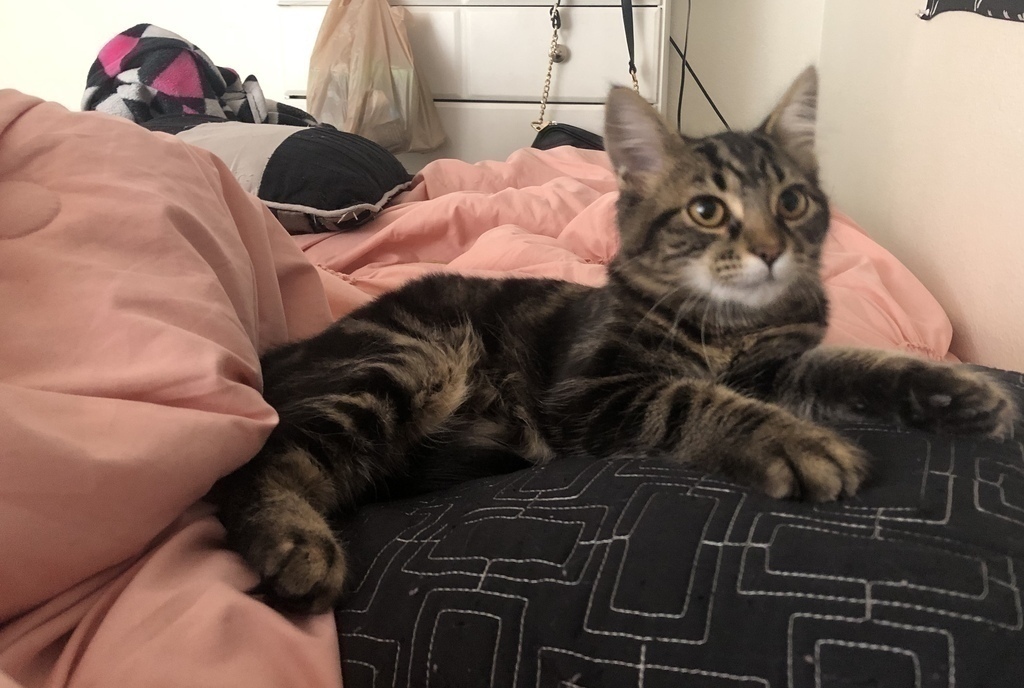 Alaska's List Free Kittens For Sale