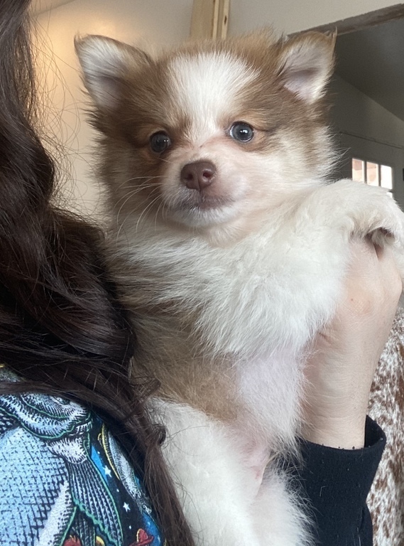 Alaska's List Pomeranian Puppies For Sale