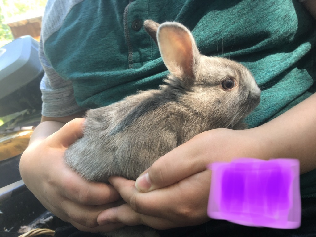 Alaska's List Baby Bunnies For Sale