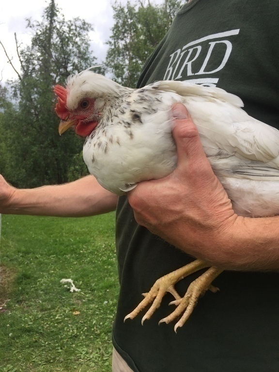 Alaska's List Birds Chickens