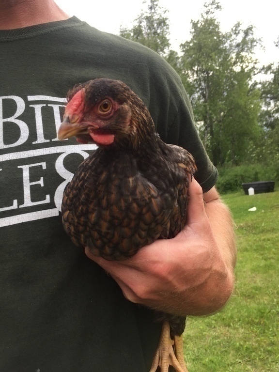 Alaska's List Birds Chickens